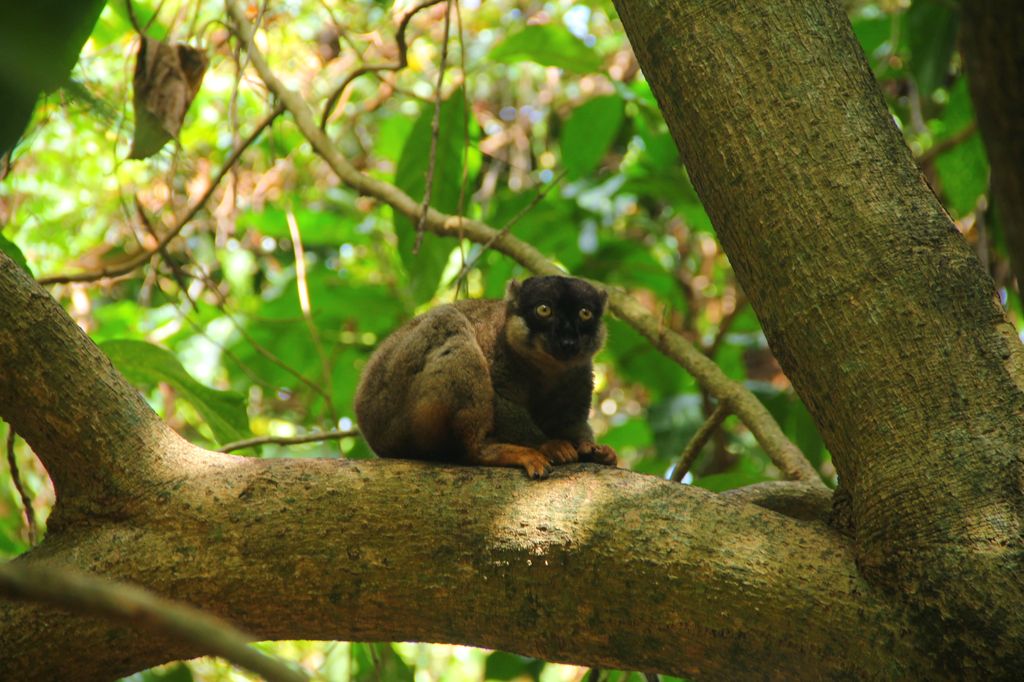 madagascar-crossland-nosybe-excursion-nosybe-tanikely-nosykomba-10